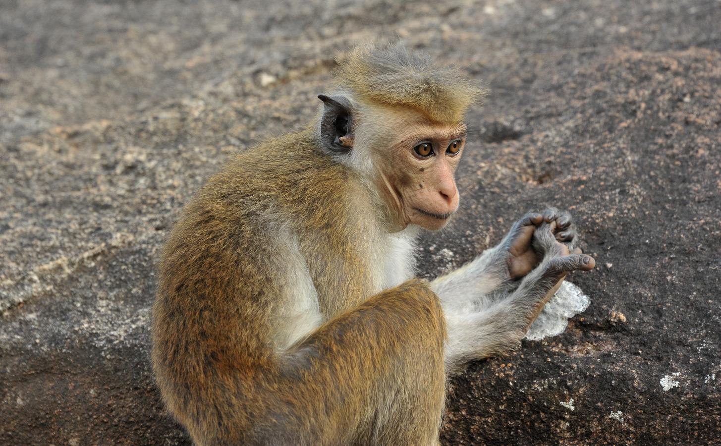 Macaca sinica sinica [300 mm, 1/160 sec at f / 10, ISO 1600]